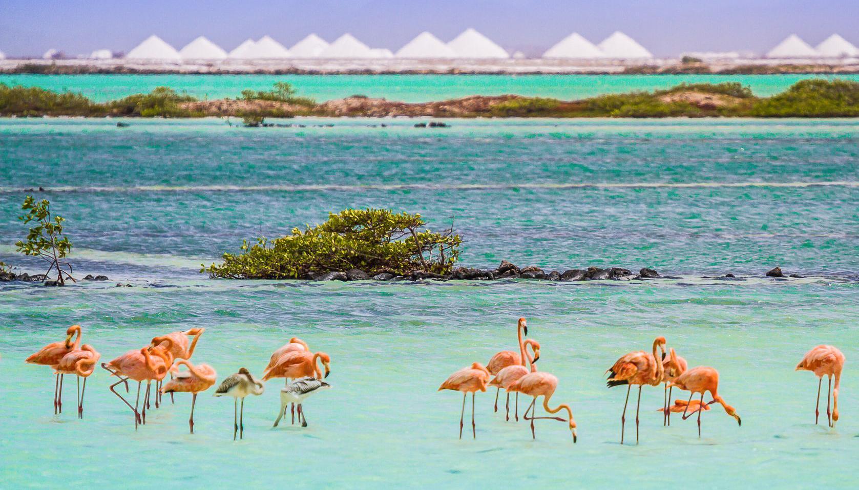 Van Der Valk Plaza Beach & Dive Resort Bonaire Playa Exterior foto