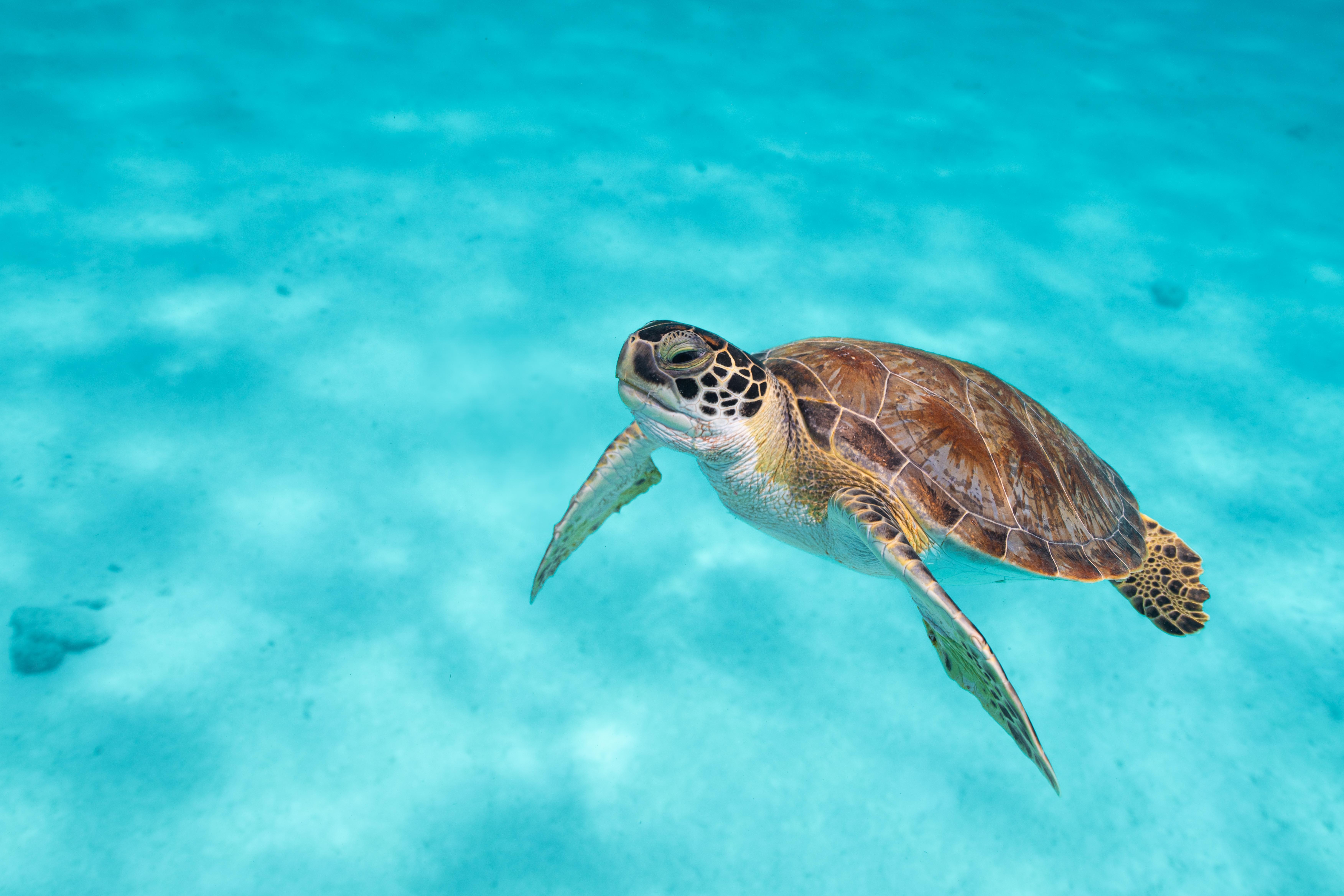 Van Der Valk Plaza Beach & Dive Resort Bonaire Playa Exterior foto